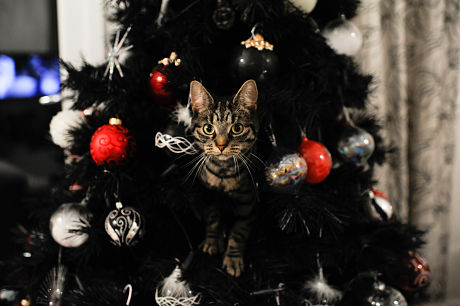 Cat up a Christmas tree